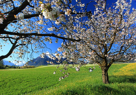 Frühlingsbilder für Hintergründe Desktop, HD-Hintergrundbild HD wallpaper