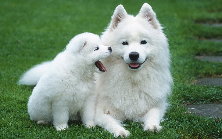 adult white American eskimo with puppy, dogs, grass, lawn, puppy, fluffy, white, cub, mother, HD wallpaper