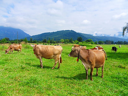brown cattles on grass field during daytime, cows, cows, Cows, brown, cattles, grass, field, daytime, cow, farm animals, slow food, food cycle, cycle tour, gallery, cattle, agriculture, farm, nature, rural Scene, meadow, pasture, animal, grazing, outdoors, beef, mammal, summer, livestock, HD wallpaper HD wallpaper