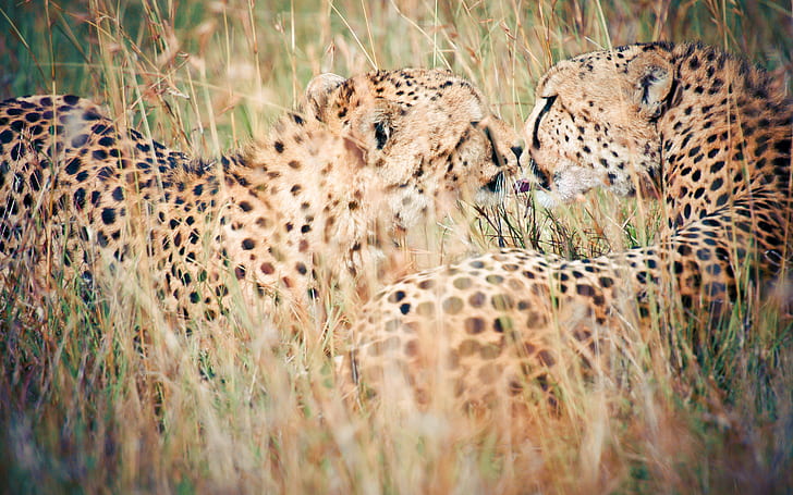 Wild Kiss, 2 cheetahs, wild, kiss, HD wallpaper