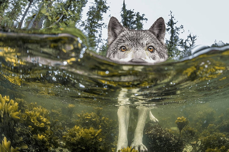 성인 흰색과 회색 시베리안 허스키, 늑대, 자연, 물, 호수, 숲, HD 배경 화면