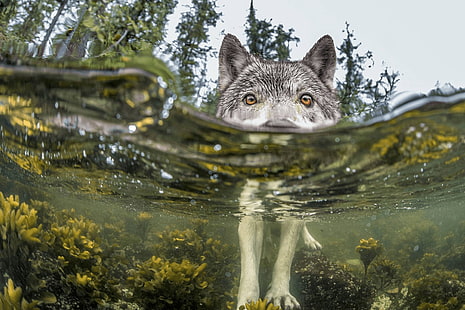 взрослый бело-серый сибирский хаски, волк, природа, вода, озеро, лес, HD обои HD wallpaper