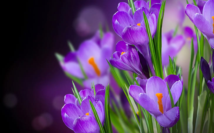 Azafranes flores violetas fotografía macro, azafranes, violeta, flores, macro, fotografía, Fondo de pantalla HD