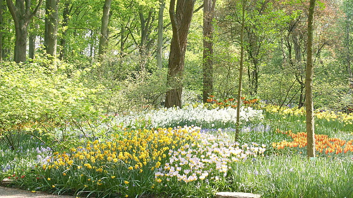 assorted-color flower lot, grass, trees, flowers, field, HD wallpaper