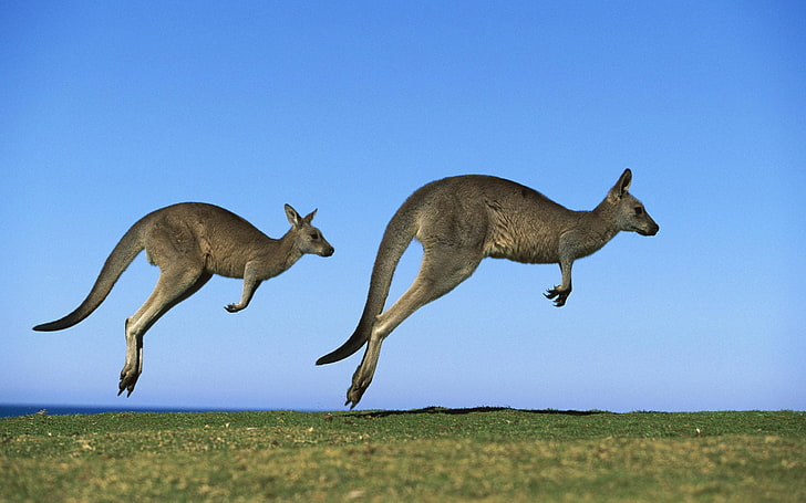 Kangaroos, two gray kangaroos, Animals, Other, amazing animals wallpapers, beautiful animal wallpaper, cute animal wallpapers, wild animal wallpapers, HD wallpaper