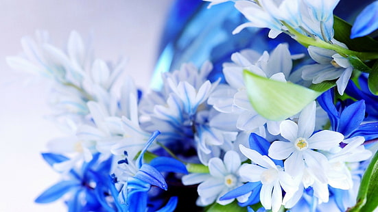 fiori, natura, piante, macro, primo piano, fiori blu, Sfondo HD HD wallpaper