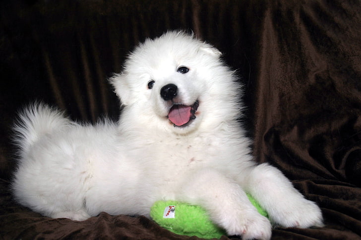 baby, Canine, dog, dogs, puppy, samoyed, HD wallpaper