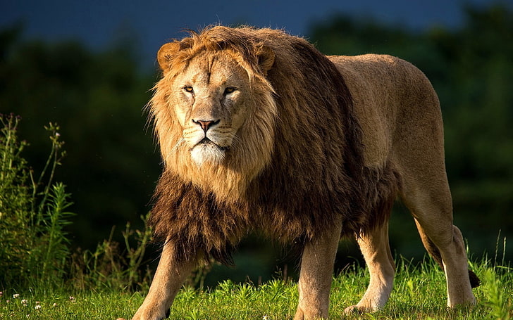 vuxen brunt lejon, lejon, gräs, djurens kung, stor katt, promenad, HD tapet