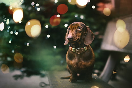 each, holiday, dog, Dachshund, HD wallpaper HD wallpaper