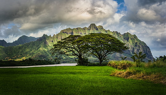 two trees on green grass under white clouds during daytimne, Lost, Cliffs, Oahu, two trees, green grass, white clouds, com, stuck, customs, travel  blog, hdr, tutorial, imaging, photography, digital, high  dynamic  range, processing, world, north  America, united  states, usa, pacific, Polynesia, archipelago, Hawaii, tropical  island, island  chain, o’ahu, green  field, nature, natural, scenic, scenery, mountain, water, trees, cliff, clouds, day, march, Nikon d3s, landscape, yangshuo, scenics, travel, famous Place, outdoors, asia, HD wallpaper HD wallpaper