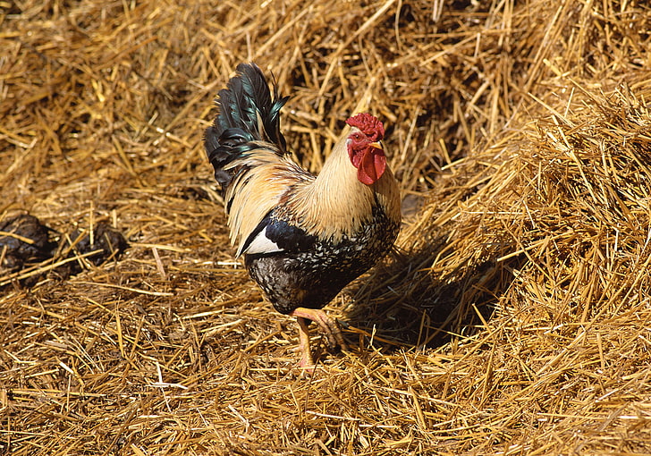 black and brown rooster, rooster, straw, walk, bird, HD wallpaper