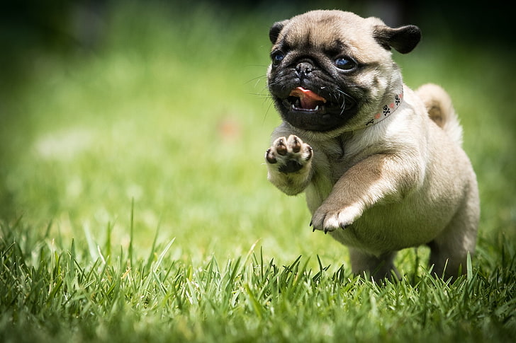 fawn pug cachorro, hierba, perro, correr, pug, cachorro, caminar, Fondo de pantalla HD