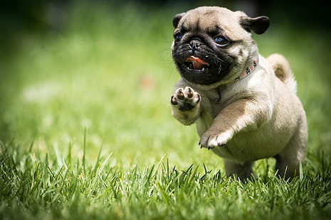 fawn pug puppy, grass, dog, running, pug, puppy, walk, HD wallpaper HD wallpaper