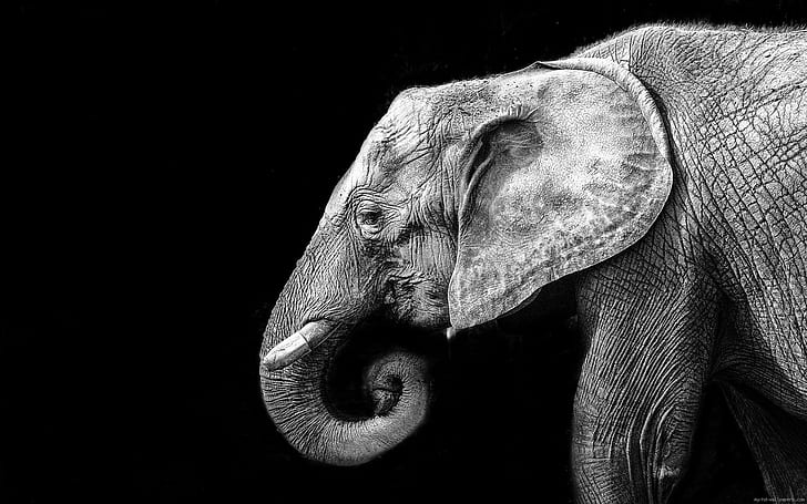 Słoń w czerni i bieli, zdjęcie słonia, słoń, zwierzę, czarny, szary, Tapety HD