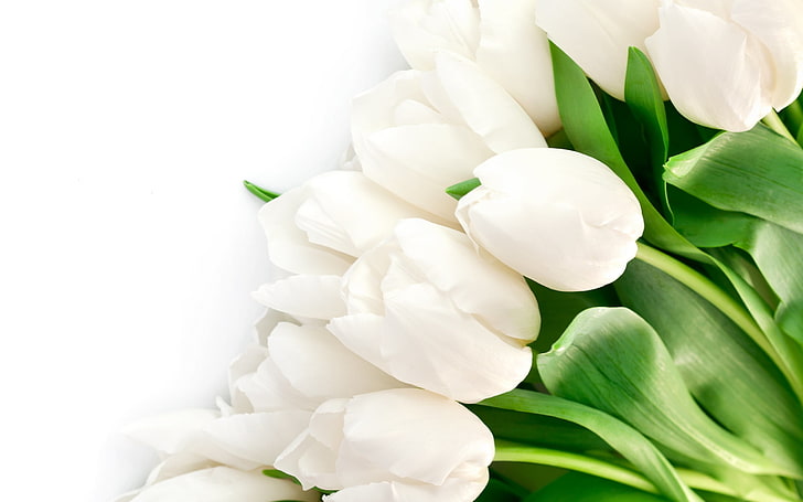vita tulpanblommor, löv, blommor, ljusa, skönhet, kronblad, vita, tulpaner, HD tapet
