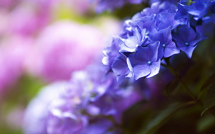 4k, printemps, macro, belles fleurs, 5k, bleu, Fond d'écran HD