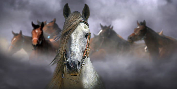 Weiße und braune Pferde, weiße und braune Pferde, HD-Hintergrundbild