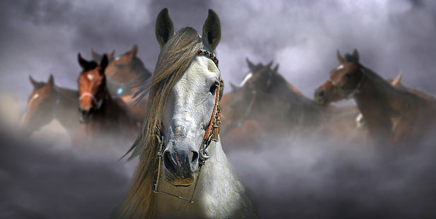 Cavalos brancos e marrons, Cavalos brancos e marrons, HD papel de parede HD wallpaper