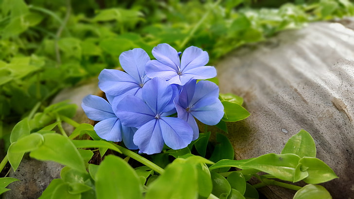 blaue Blumen, Blumen, Blätter, blaue Blumen, HD-Hintergrundbild