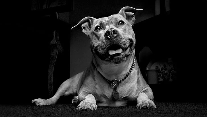 Always Happy To See You, pit bull, strong, playful, loyal, beautiful, happy, bond, photoshop, companion, excited, best friend, HD wallpaper