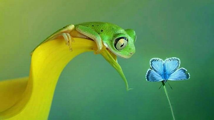frog, butterfly, tree frog, amphibian, leaf, blue butterfly, HD wallpaper