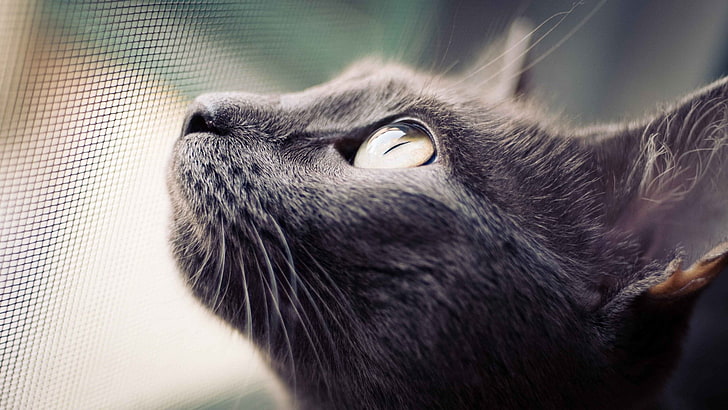 black cat, close-up photography of short-fur black cat, cat, eyes, nets, macro, animals, HD wallpaper