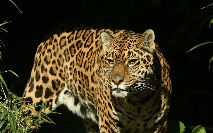 macan tutul coklat, jaguar, kucing besar, terlihat, berburu, predator, Wallpaper HD