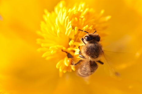närbild foto av honungsbi ovanpå gul blomma, gul, närbild, foto, honungsbi, ovanpå, blomma, natur, μέλισσα, φύση, bi, insekt, pollinering, pollen, makro, närbild, honung, vår, sommar , djur, växt, enda blomma, HD tapet HD wallpaper