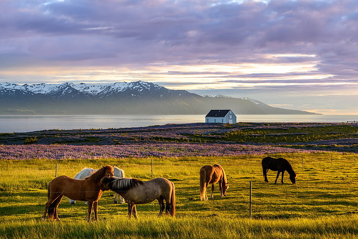 갈색 나무 액자 벽 장식, 아이슬란드, 자연, 말, 하늘, 풍경, 동물, HD 배경 화면