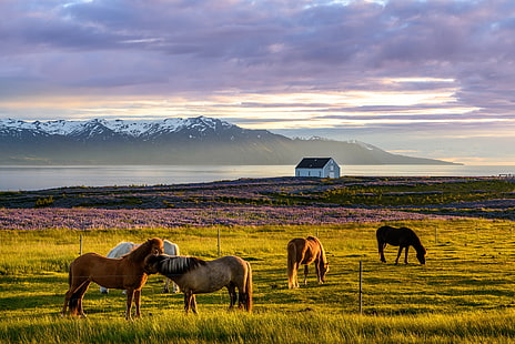 Dekoracja ścienna w brązowej drewnianej ramie, Islandia, natura, koń, niebo, krajobraz, zwierzęta, Tapety HD HD wallpaper