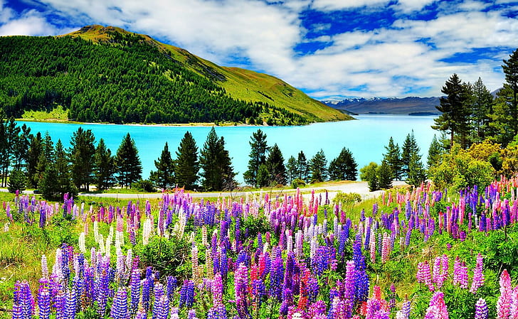 River, purple flower field, nature, landscape, river, flowers, nature and landscapes, HD wallpaper