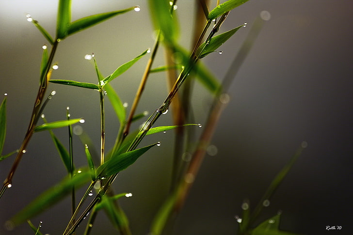 tanaman berdaun hijau, rumput, embun, close-up, Wallpaper HD