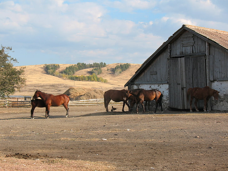 rebanho de cavalo, cavalo, rebanho, cazaquistão, animais, fazenda, vila, HD papel de parede