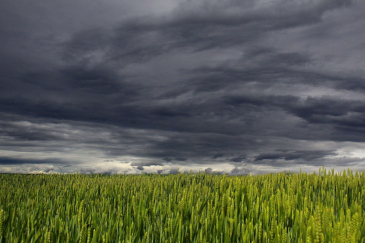clouds, crops, dark clouds, field, sky, wheat field, public domain images, HD wallpaper