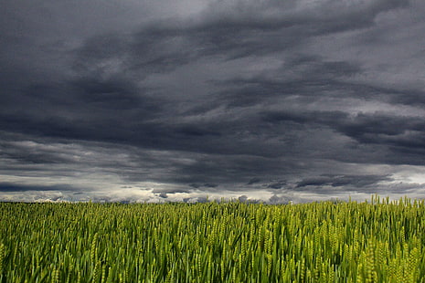 nuvens, culturas, nuvens escuras, campo, céu, campo de trigo, imagens de domínio público, HD papel de parede HD wallpaper