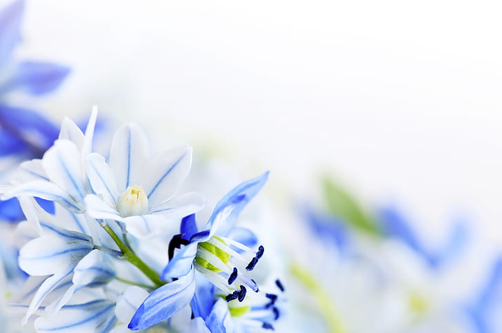 flowers, background, blue and white, HD wallpaper