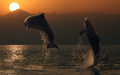 två grå delfiner, djur, delfiner, hav, solnedgång, HD tapet HD wallpaper