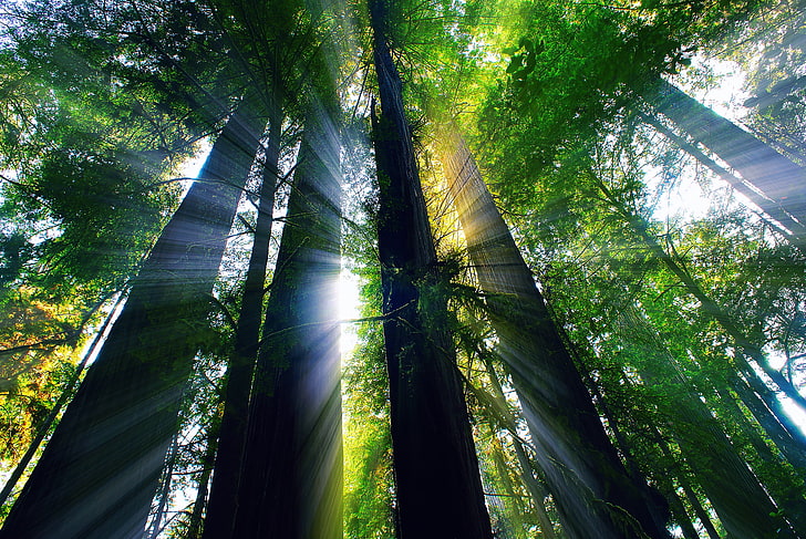 alberi a foglia verde, foresta, estate, raggi, luce, CA, USA, agosto, Sfondo HD