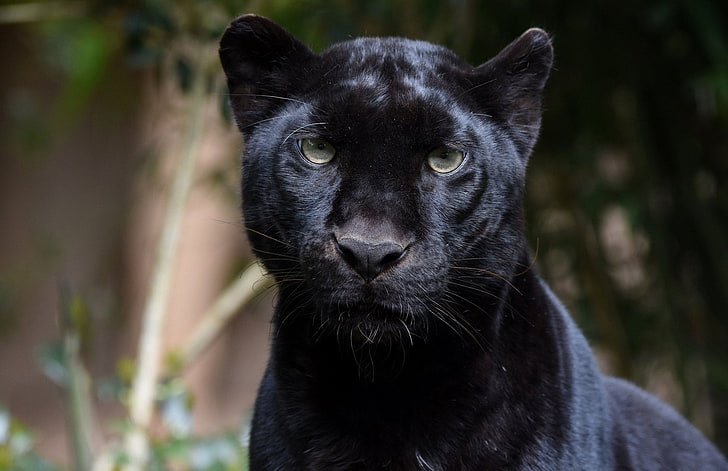Katzen, Schwarzer Panther, Große Katze, Starren, Wildtiere, Raubtier, HD-Hintergrundbild