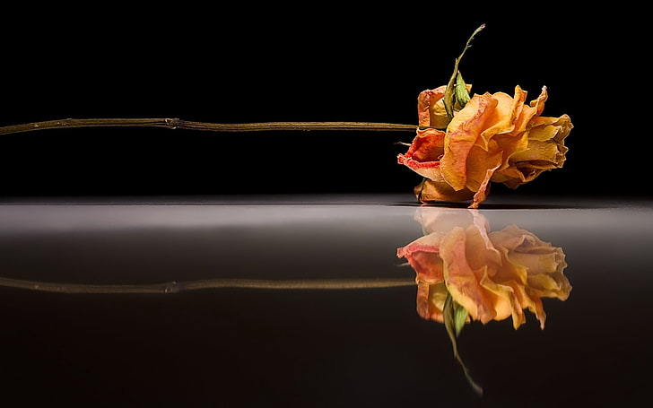 bunga mawar oranye, mawar, kering, bunga, kebohongan, refleksi, Wallpaper HD