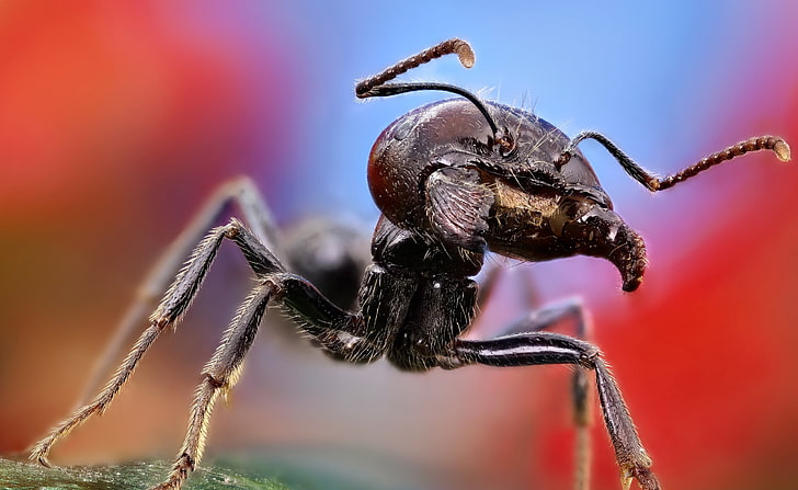 Ant Macro, black ant, Animals, Insects, Photography, Macro, Insect, HD wallpaper