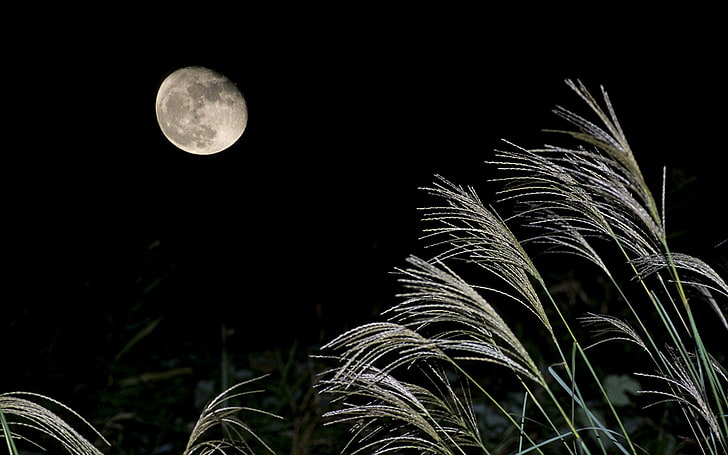 Bright moon-Mid-Autumn Festival Landscape Wallpape .., quarter moon, HD tapet