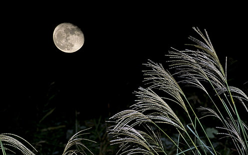 Bright moon-Mid-Autumn Festival Landscape Wallpape.., quarter moon, HD wallpaper HD wallpaper
