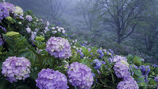 Hydrangea dari Taman Minoyama, Minano, Saitama, Jepang, Musim Semi / Musim Panas, Wallpaper HD HD wallpaper
