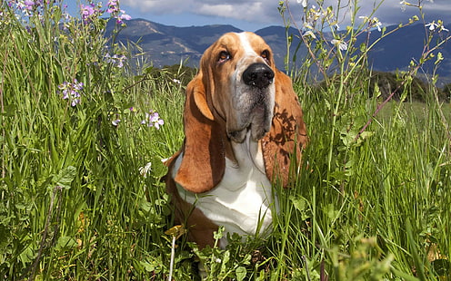 basset hound, Wallpaper HD HD wallpaper