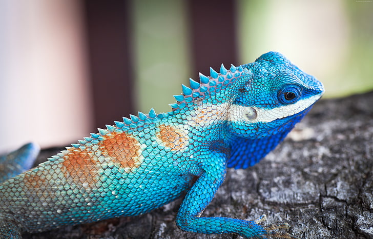 Lacerta viridis, natureza, répteis, iguana azul, árvore, animal, lagarto, HD papel de parede