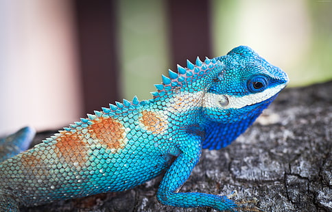 Lacerta viridis, alam, reptil, iguana biru, pohon, hewan, kadal, Wallpaper HD HD wallpaper