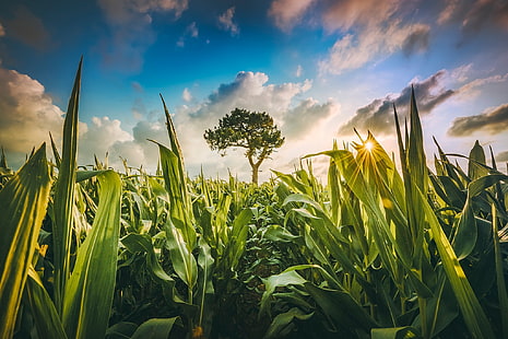 зеленина, поле, небе, слънце, облаци, дърво, царевица, HD тапет HD wallpaper