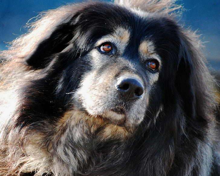 face, portrait, dog, Tibetan Mastiff, HD wallpaper