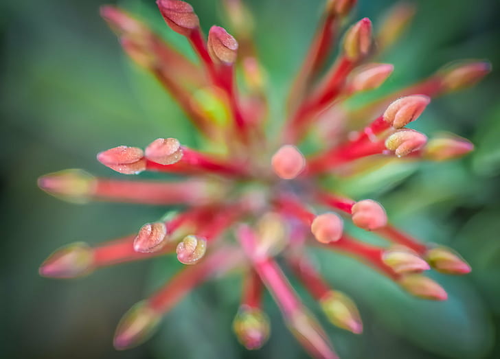 selective focus photography of red pistils, Floral, Fireworks, selective focus, photography, red, pistils, 4th of July, abstract  art, beautiful, blossom, blossoms, botanical, buds, close up, color, colorful, fine art, flower, garden, lovely, macro, mother nature, painterly, petals, photo, painting, pink, plant, green, surreal, nature, close-up, flower Head, HD wallpaper